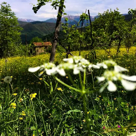 Lunigiana Sweet *